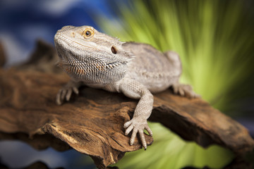 Animal Lizard, Bearded Dragon on mirror background