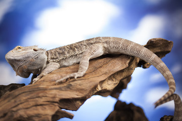 Agama bearded, pet on black background, reptile