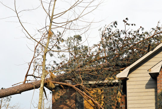 tornado damaged house with a pine tree on the roof