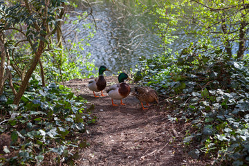 Three ducks, one female walking on the path of city park. Spring time.