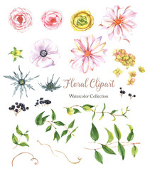 Hand-drawn botanical colorful floral clipart. Watercolor natural collection with: leaves, flowers, berries. Rose, ranunculus, hydrangea, black berries.