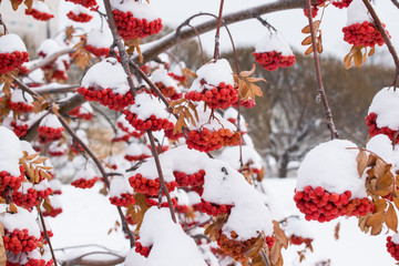 Rowan Bush with tassels winter berries in the snow