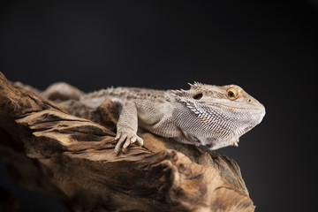 Agama bearded, pet on black background, reptile