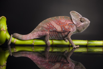 Green chameleon on bamboo, lizard background