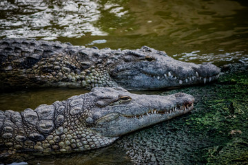 Crocodiles du Nil