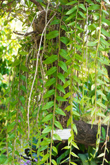 Closed up orchid leaves hang on tree