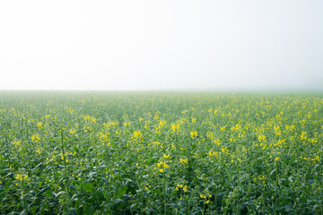 Fototapeta premium Just flourished oilseed rape field in the morning fog