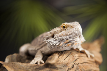 Lizard root, Bearded Dragon on green background
