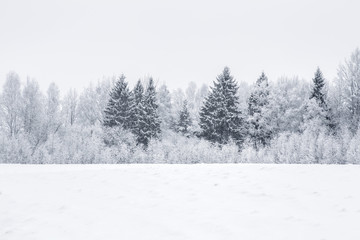 Tree branches are snow covered and look very beautiful. Nice winter day after blizzard.