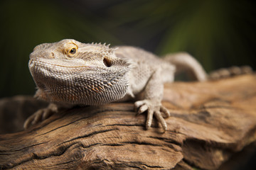 Animal Lizard, Bearded Dragon on mirror background