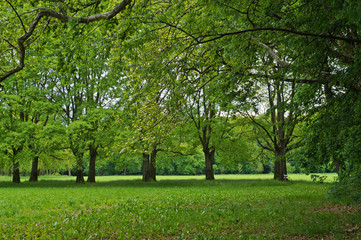 Panorama di campagna con fila di alberi verdi in primavera