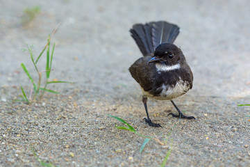 Malaysian pied fantail(Rhipidura javanica), beautiful bird standing in garden.