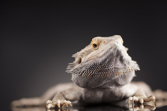 Pet, lizard Bearded Dragon on black background