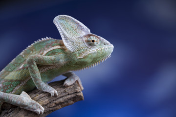 Green chameleon,lizard on blue sky background