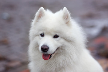 White Samoyed Dog