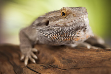 Agama bearded, pet on black background, reptile