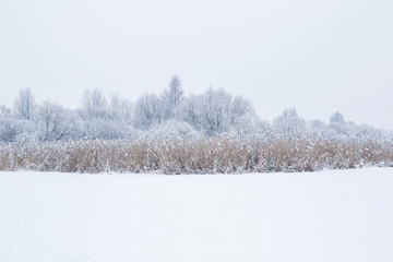 Tree branches are snow covered and look very beautiful. Nice winter day after blizzard.