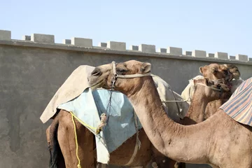 Crédence de cuisine en verre imprimé Chameau Camels in Afghanistan