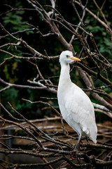 Le Héron Garde-boeuf