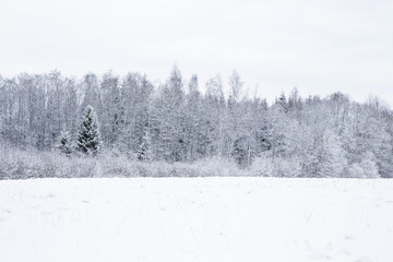 Tree branches are snow covered and look very beautiful. Nice winter day after blizzard.