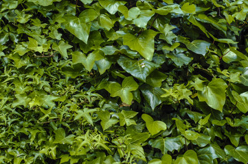 Thick green ivy leaves