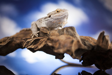 Dragon, Agama Lizard on black mirror background