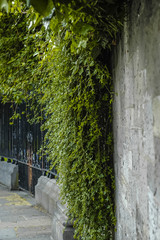 Old stone wall with ivy
