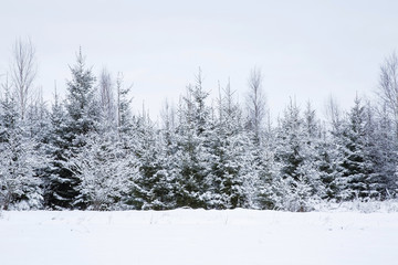 Fototapeta premium Tree branches are snow covered and look very beautiful. Nice winter day after blizzard.