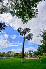 Fototapeta na wymiar Italian stone pine (Pinus pinea) in the garden