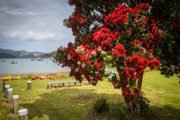 Ocean landscape with blooming pohutukawa tree with red flowers, the tree endemic to New Zealand and blooming around Christmas time