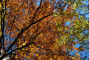 Autumn in Berkovitsa Mountain