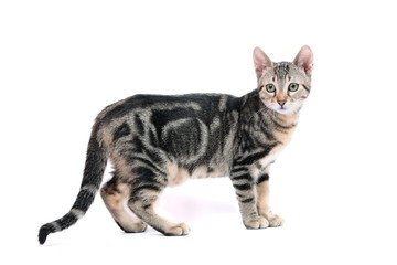 Obraz premium Bengal kitten on white background