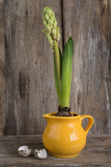 easter and srping concept/growing spring flower in a jug and eggshell on old wooden background