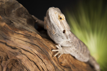 Animal Lizard, Bearded Dragon on mirror background
