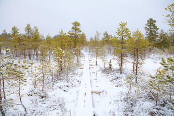 Snow-covered winter landscape with wooden path between pine trees