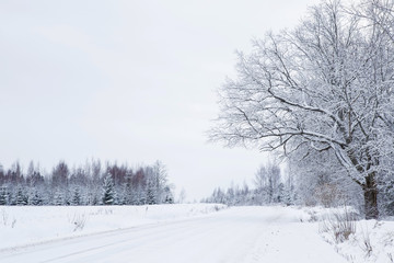 Fototapeta na wymiar Nice winter day. White snowy countryside road. Tree branches and spruces are snow covered and look very beautiful.