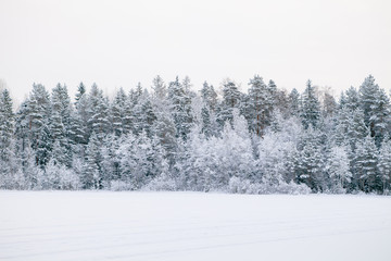 Frosted pine trees along field