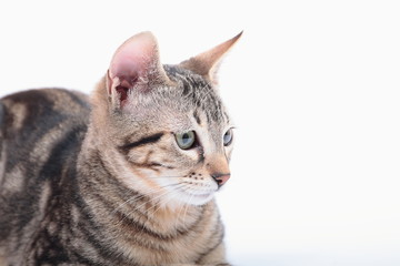 Bengal kitten on white background