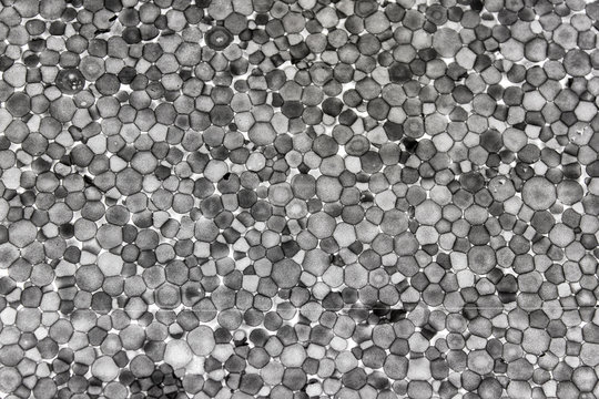 Internal pattern of a slice of thermal insulating styrofoam photographed on light panel. Structure of polystyrene plastic.