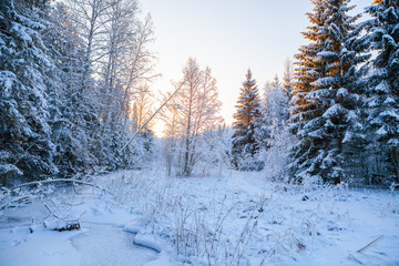 Frosted pine trees along frozen river, sunrise time