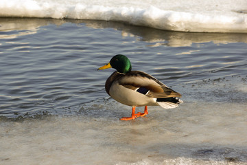 The Mallard (Anas platyrhynchos) is in a city park.