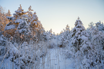 Snowy pine trees, sunrise time