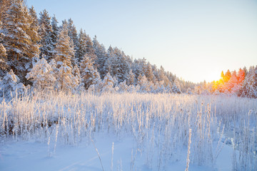The frozen reed on the edge of the forest and river in the rays of the sun, snow fairy-tale