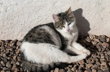 Stray cat closeup lying by white house wall in sunny day
