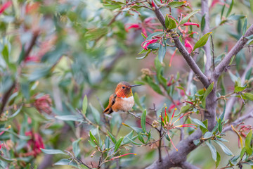 Allen's Hummingbird (Selasphorus sasin), Adult Male. Santa Cruz, California, USA.