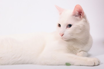 White cat on white background
