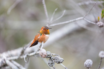 Allen's Hummingbird (Selasphorus sasin), Adult Male. Santa Cruz, California, USA.