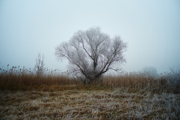 Winter tree
