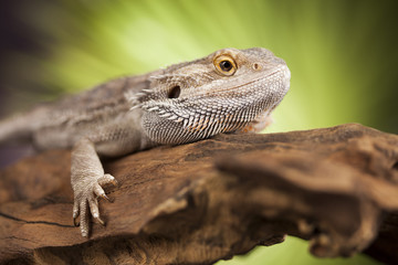 Obraz premium Dragon, Agama Lizard on black mirror background