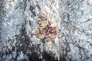 Solid resin on tree